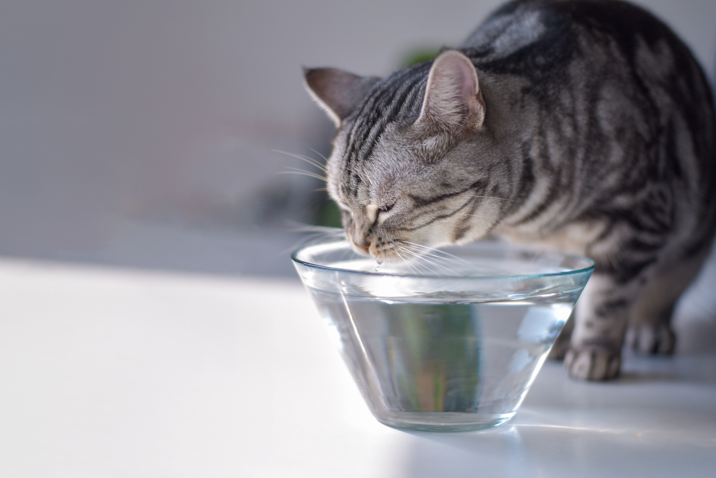 Cat drinking water