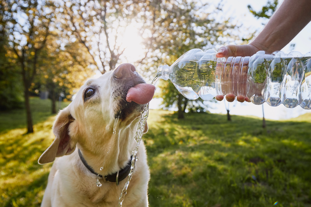 Dog drinking water from plastic bottle