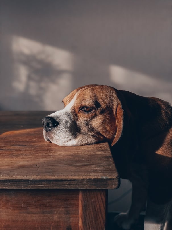 Sad purebred dog sitting at table