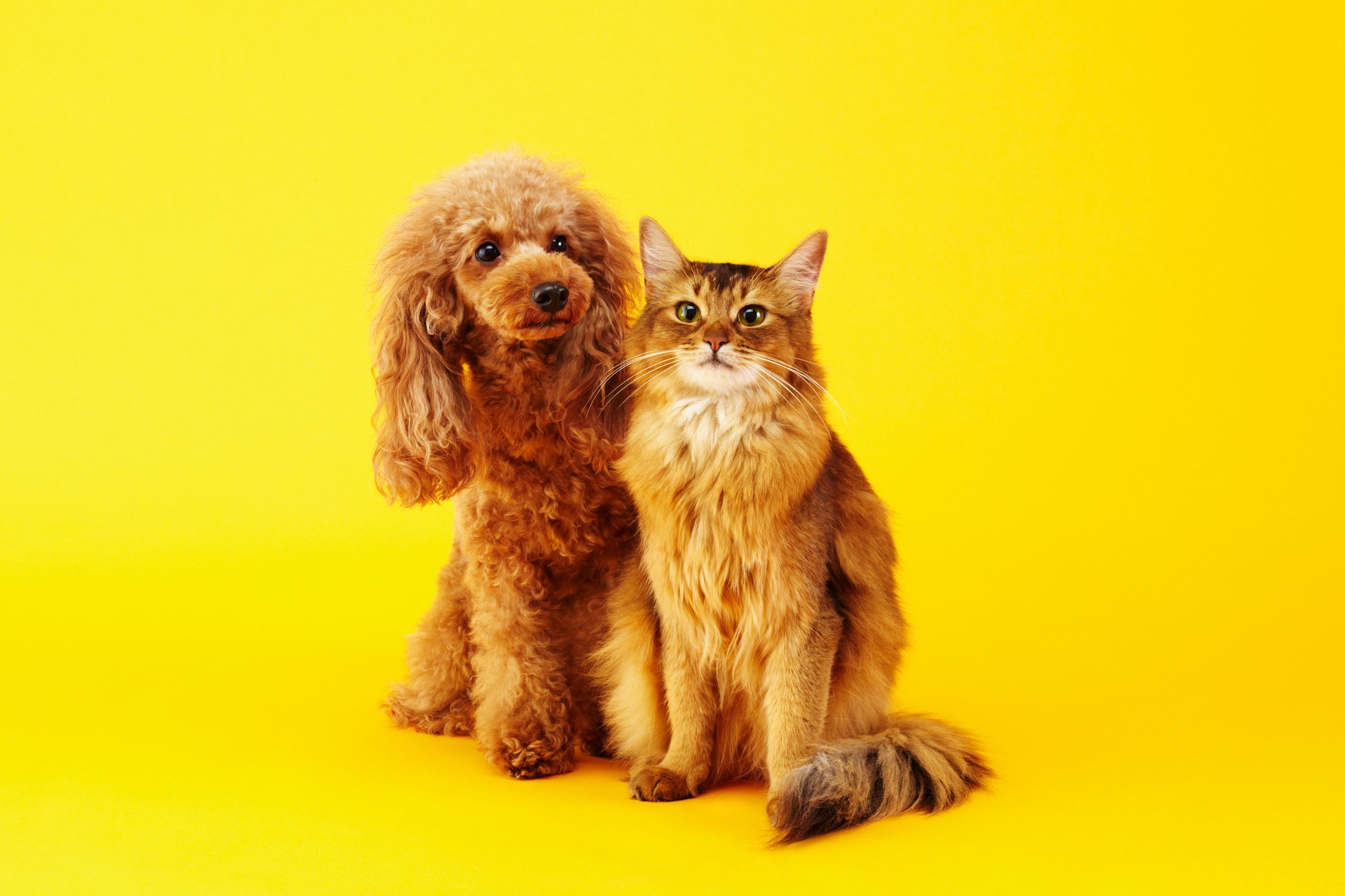 Dog and Cat