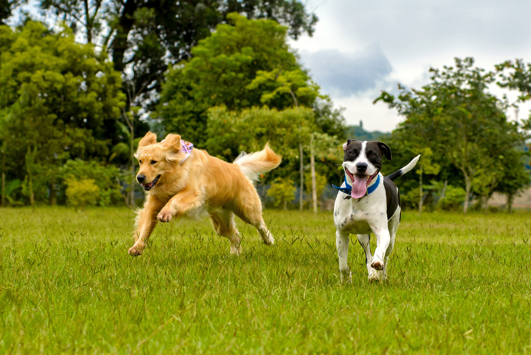 cheerful dogs running outdoors